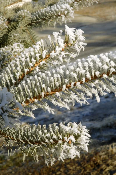 Frosty Branches — Stock Photo, Image