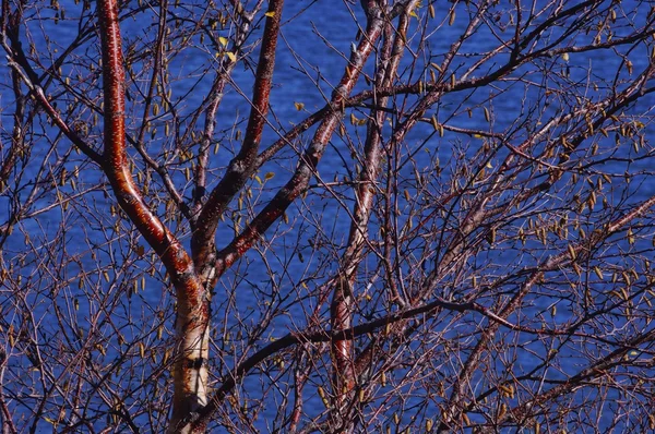 Árvore de outono sem folhas — Fotografia de Stock