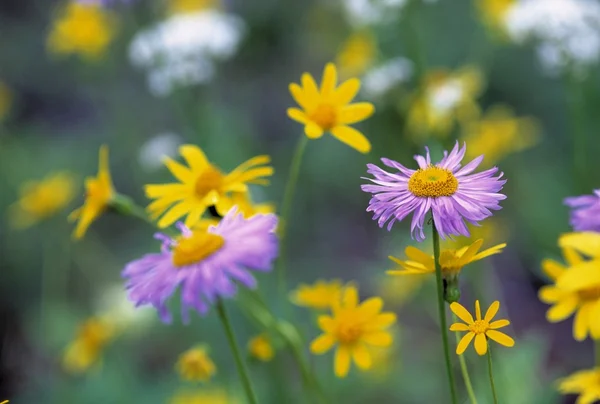 Rosa och gula blommor — Stockfoto