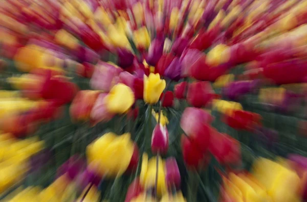 Fiori di tulipano multicolore, effetto zoom — Foto Stock