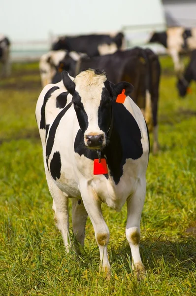 Dairy Cow — Stock Photo, Image