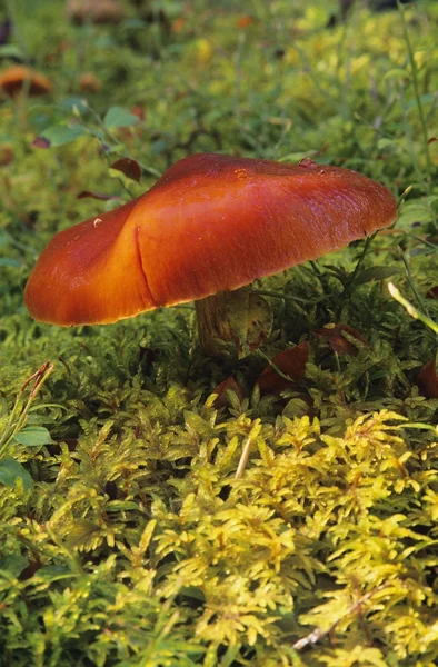 Single Mushroom — Stock Photo, Image