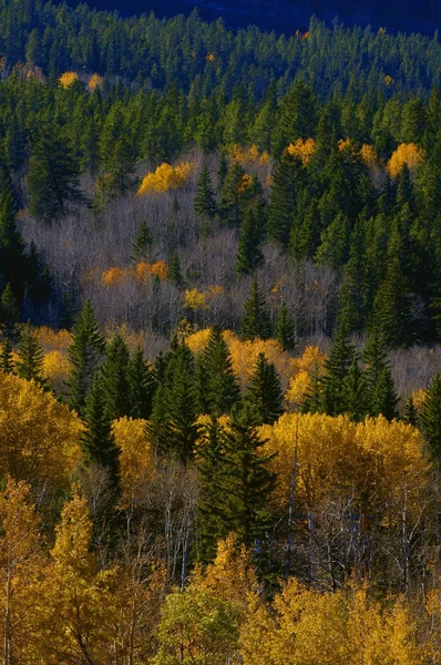 Heuvel van herfst gekleurde bomen — Stockfoto