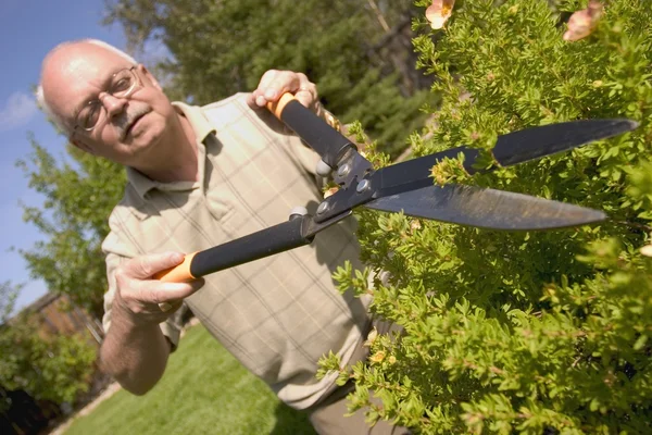 Hedges Being Trimmed — Stock Photo, Image