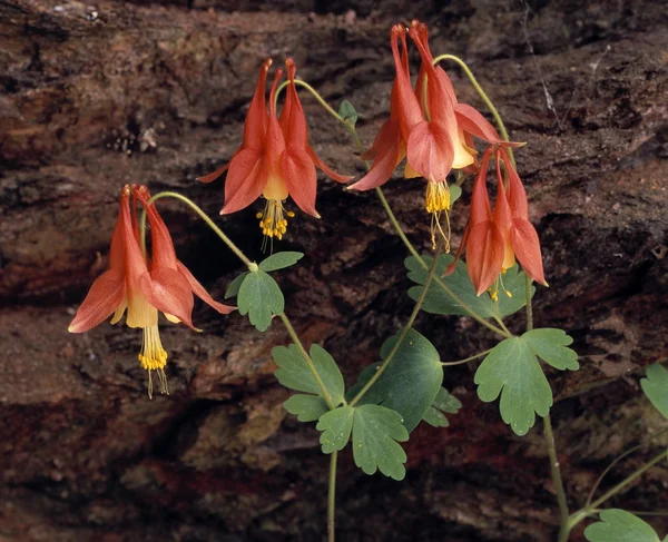 Flores de Columbine selvagens na primavera — Fotografia de Stock