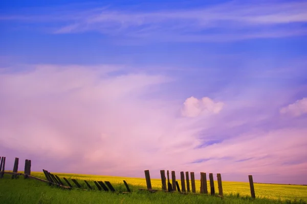 Una vieja valla contra un campo de canola — Foto de Stock