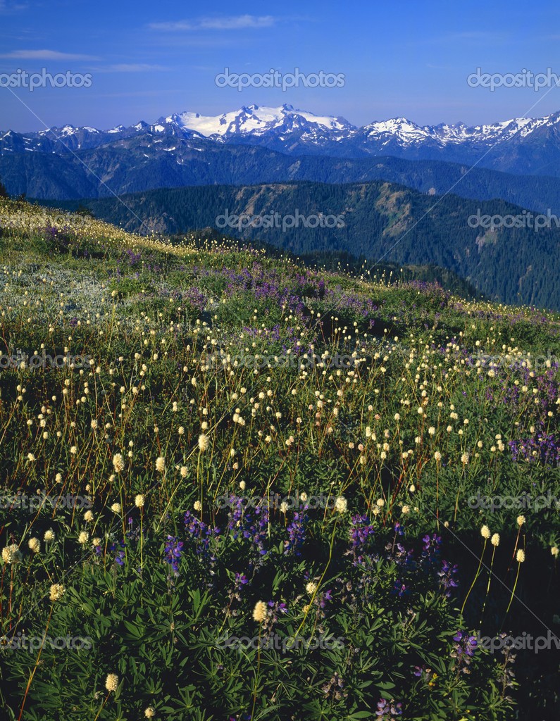 Blooming Summer Wild Flowers Along Hurricane Ridge, Olympic