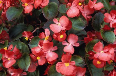 çiçekli begonia