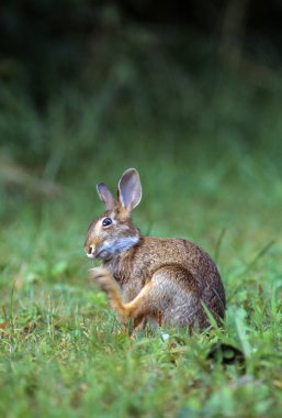 Cottontail Rabbit In Grass, Scratching. clipart