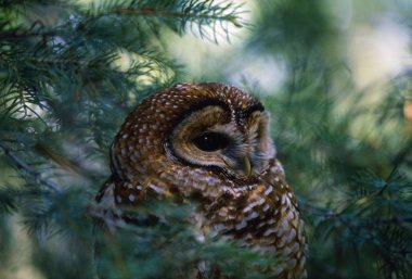 Mexican Spotted Owl In Tree clipart