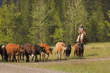 Rancher Herding Cattle clipart