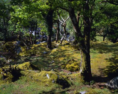 Orman ağaçları ve yosunlar, killarney Milli Parkı
