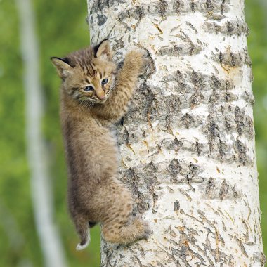 Bobcat kit tırmanacak ağaç