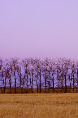 bir satırdaki ağaçlar