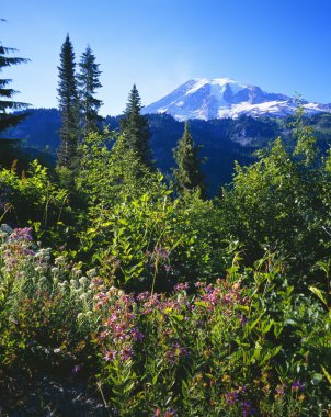 çiçeklenme yaz çiçek ve uzak tepe, rainier Dağı Milli Parkı
