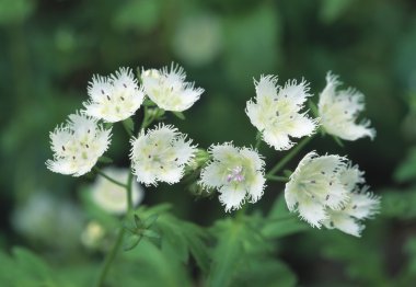 saçaklı phacelia
