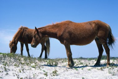 Two Wild Chincoteague Ponies clipart