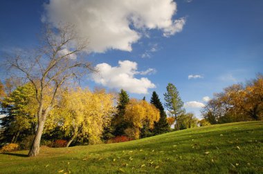 park'ın sonbahar ağaçlarda