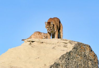 Cougar And Kit On Rocks clipart