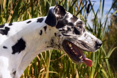 Profil sahibi bir harlequin Danua