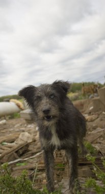 vahşi bir köpek