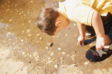 küçük bir çocuk kabuk arayışı