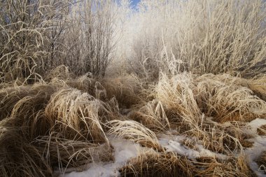 Closeup Of Frosty Grass clipart