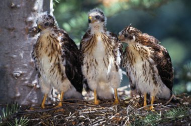 Üç cooper's hawk fledglings yuva