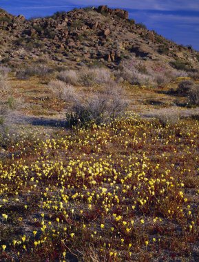 çöl manzarası ile kır çiçekleri, joshua tree national monument