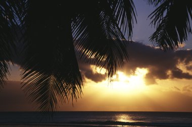Yukarıdan palmiye yaprakları, Sermaye Adası cook Adaları rarotonga adadan gündoğumu