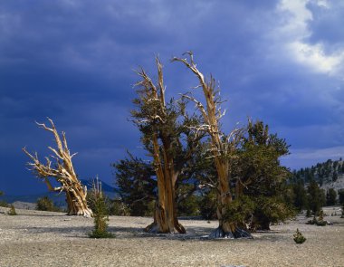 bir bristlecone çamları, Inyo Ulusal Ormanı koru