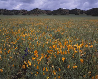 California haşhaş çiçekleri, ayı Vadisi, Kaliforniya, ABD