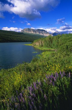 Flowers Blooming, Lake Sherburne, Glacier National Park clipart