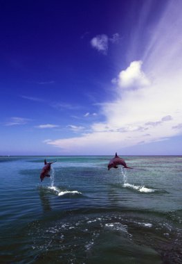 Two Bottlenose Dolphins Leaping Out Of Water, Caribbean Sea clipart
