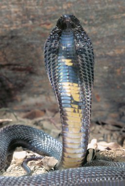 Black Pakastini Cobra