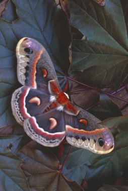 yapraklarda Cecropia güve