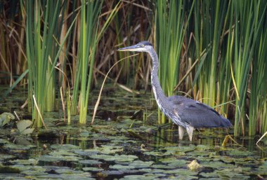 Büyük Mavi Balıkçıl