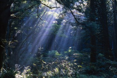 Sun Beams Through Fog And Forest Trees clipart