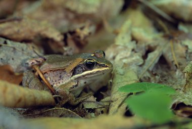 Close Up Of Wood Frog clipart