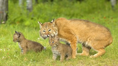 Bobcat aile
