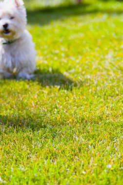 çimenlerin üzerinde oturan bir köpek