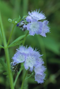 phacelia çiçek