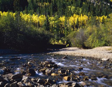 sonbahar aspens cottonwood creek boyunca san Isabel Ulusal Ormanı