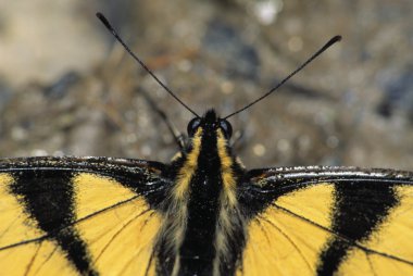 Bir Doğu Kaplanı Kırlangıç Kelebeğine yaklaş