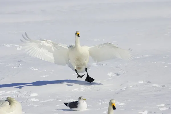 Wilde zwaan landing op de sneeuw met andere zwanen en meeuwen — Stockfoto