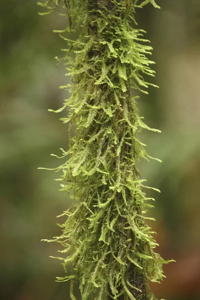 Primo piano della pianta verde — Foto Stock