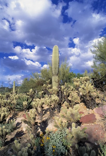 Cena do deserto com Cacti — Fotografia de Stock