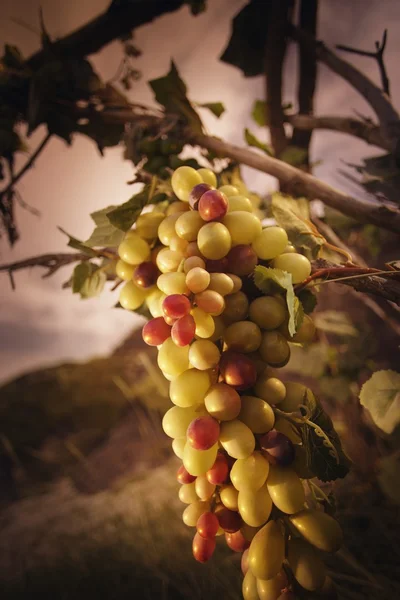 Büyük grup üzüm — Stok fotoğraf