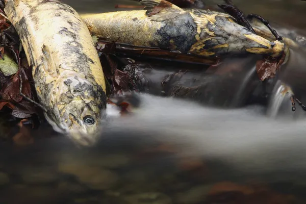 Dode zalm naast een rivier na het kuit schieten — Stockfoto