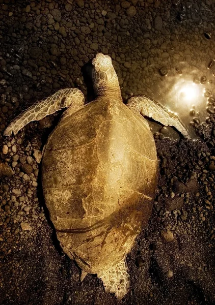 A Sea Turtle — Stock Photo, Image